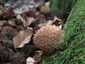 Tüskés pöfeteg (Lycoperdon echinatum), Zemplén